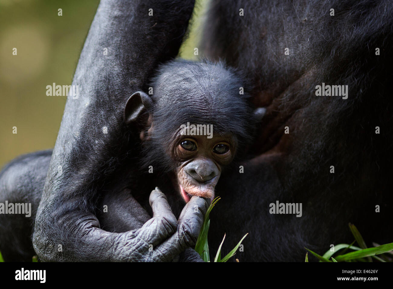 Bonobo (Pan Paniscus) Baby im Alter von 3 Monaten saugen der Mutter Finger, Lola Ya Bonobo Sanctuary, demokratische Republik Kongo. Oktober. Stockfoto
