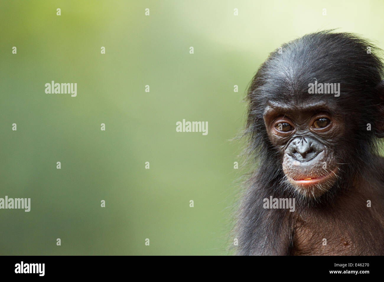 Bonobo (Pan Paniscus) männlichen Baby "Ombwe" im Alter von 1 Jahr, Porträt, Lola Ya Bonobo Heiligtum, demokratische Republik Kongo. Oktober. Stockfoto