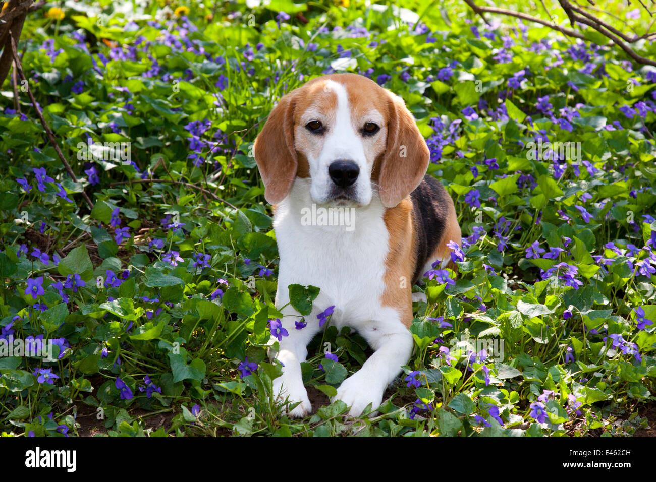 Beagle Hund im wilden lila Veilchen, Arcadia, Wisconsin, USA Stockfoto