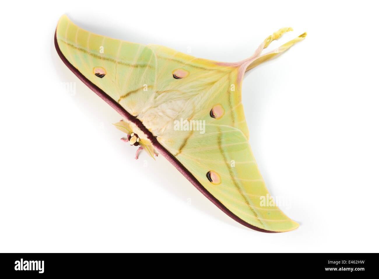 Indische Mond / indische Luna Moth (Actias Silene) auf weißem Hintergrund fotografiert. In Gefangenschaft. Stockfoto