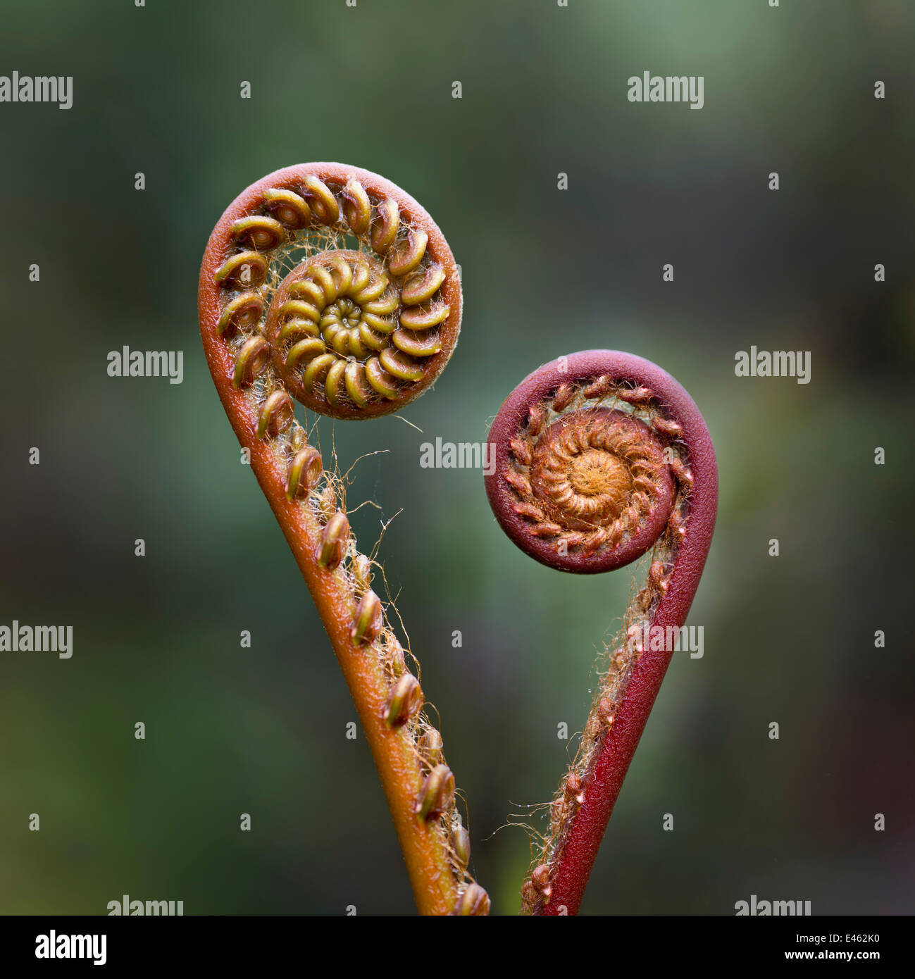 Unravelling Farn Wedel (unbekannte Spezies). In der Nähe von Nepenthes Field Camp, Mid Höhe montane Wald. Zentrum von Maliau Basin, Sabah "verlorene Welt", Borneo. Stockfoto