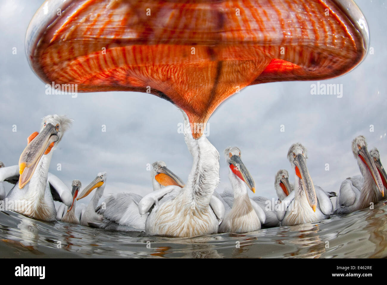 Krauskopfpelikan (Pelecanus Crispus) niedrigen Winkel Perspektive der offenen Rechnung, See Kerkini, Griechenland, Februar. Sieger, Eric Hosking Award 2011 Wildlife Photographer of the Year Wettbewerb Stockfoto