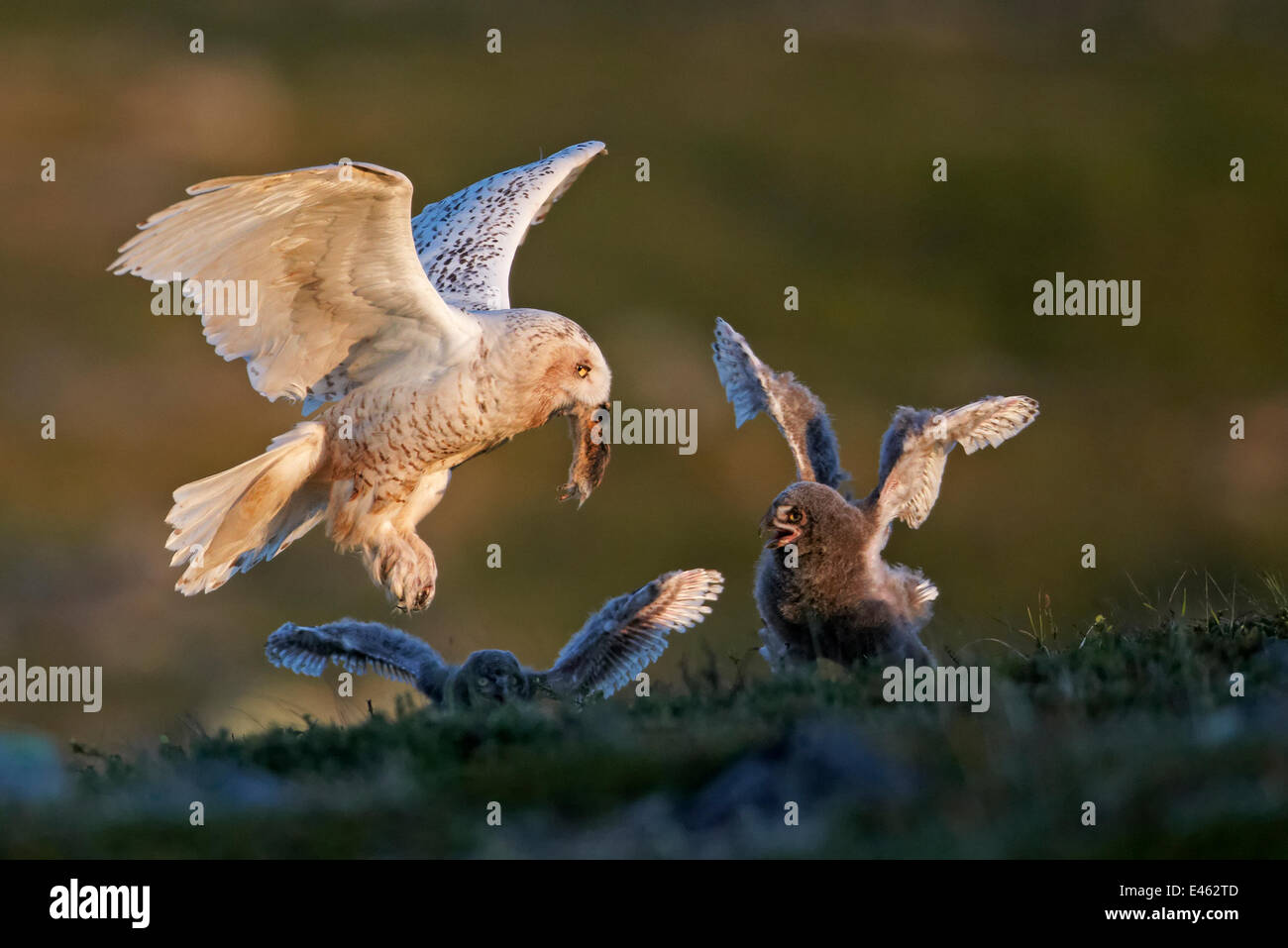 Schnee-Eule (Bubo Scandiaca) ihre zwei Küken Lemming Beute bringen. Utsjoki, Finnland, Juli. Stockfoto