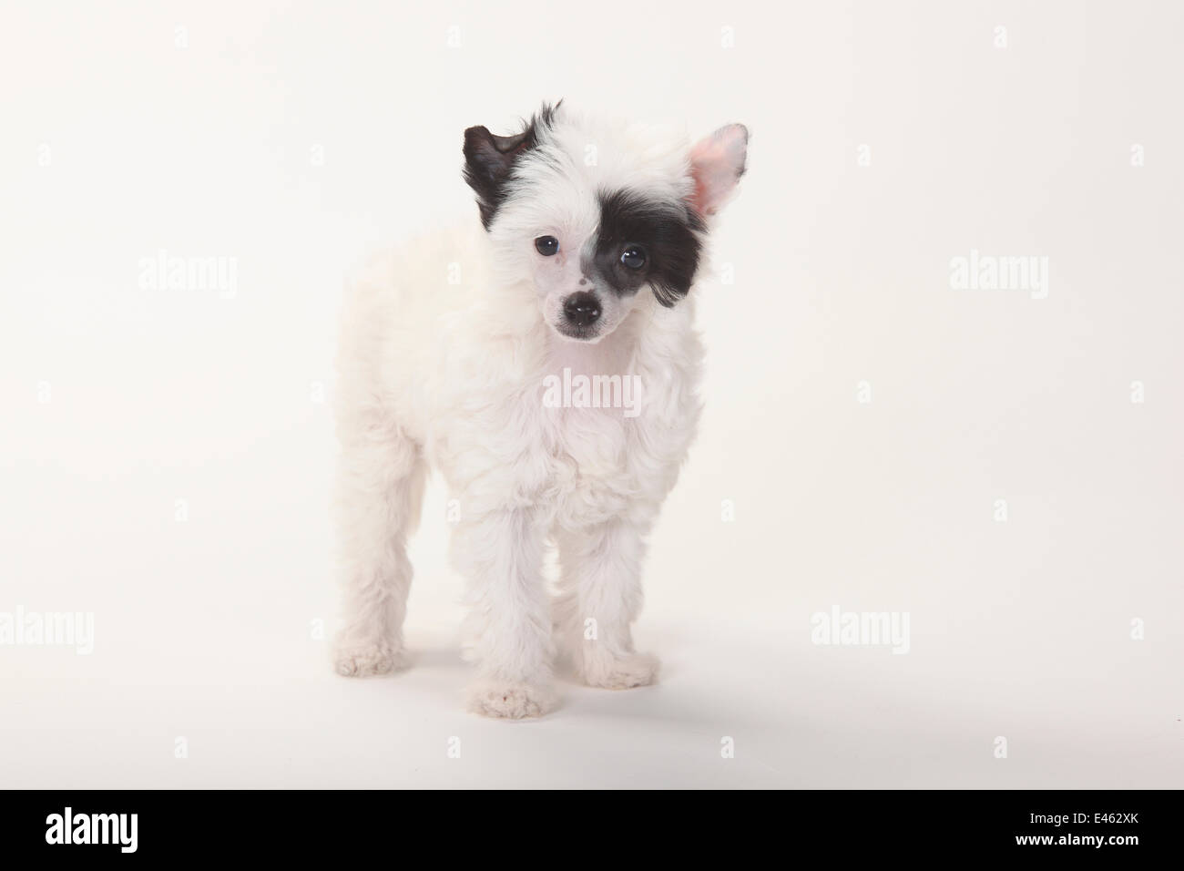 Haushund Chinese Crested Stockfotos und -bilder Kaufen - Alamy