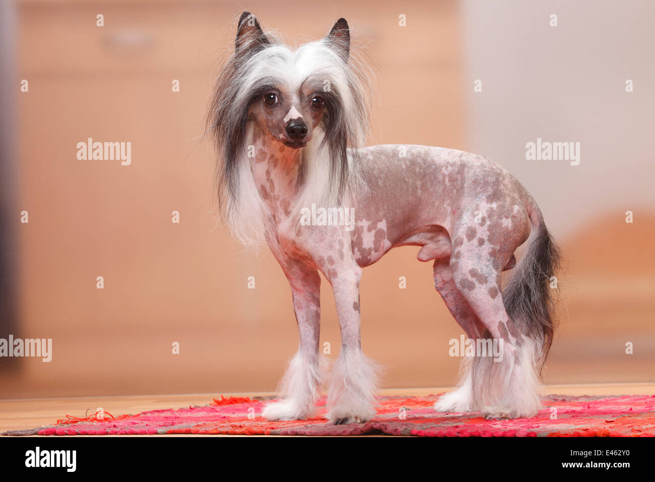 Chinese Crested Dog, unbehaart. Stockfoto