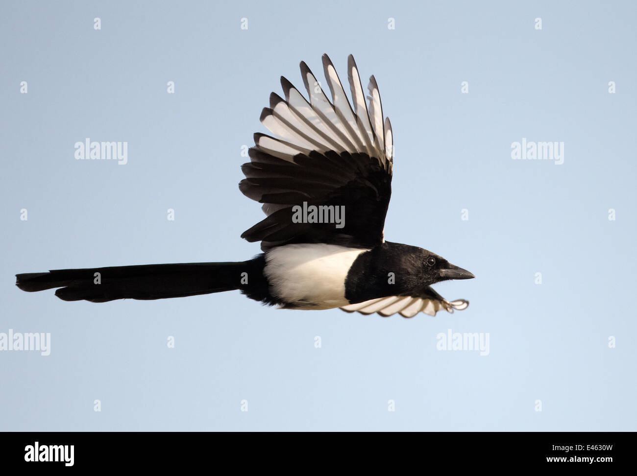 Elster (Pica Pica) im Flug, Schweden-Oktober Stockfoto