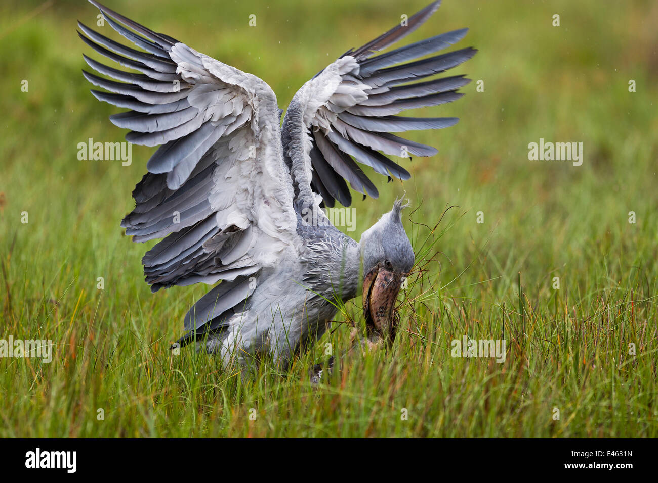 Wal, die unter der Leitung / Storch Schuhschnabel (Balaeniceps Rex) fangen eine Lungenfisch (Protoperus sp) in den Sümpfen von Mabamba, Viktoriasee, Uganda / Bec de Sabot, Dipneuste, Lac Victoria, Ouganda Stockfoto