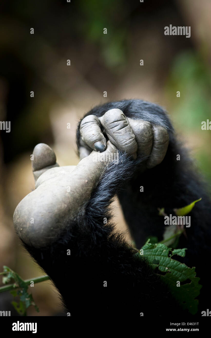 Östliche Flachlandgorilla (Gorilla Gorilla Graueri) hand und Fuß des jungen Gorilla Kahuzi-Biega NP, demokratische Republik Kongo. Ziel de Plaine de l ' est, République Démocratique du Congo. Stockfoto
