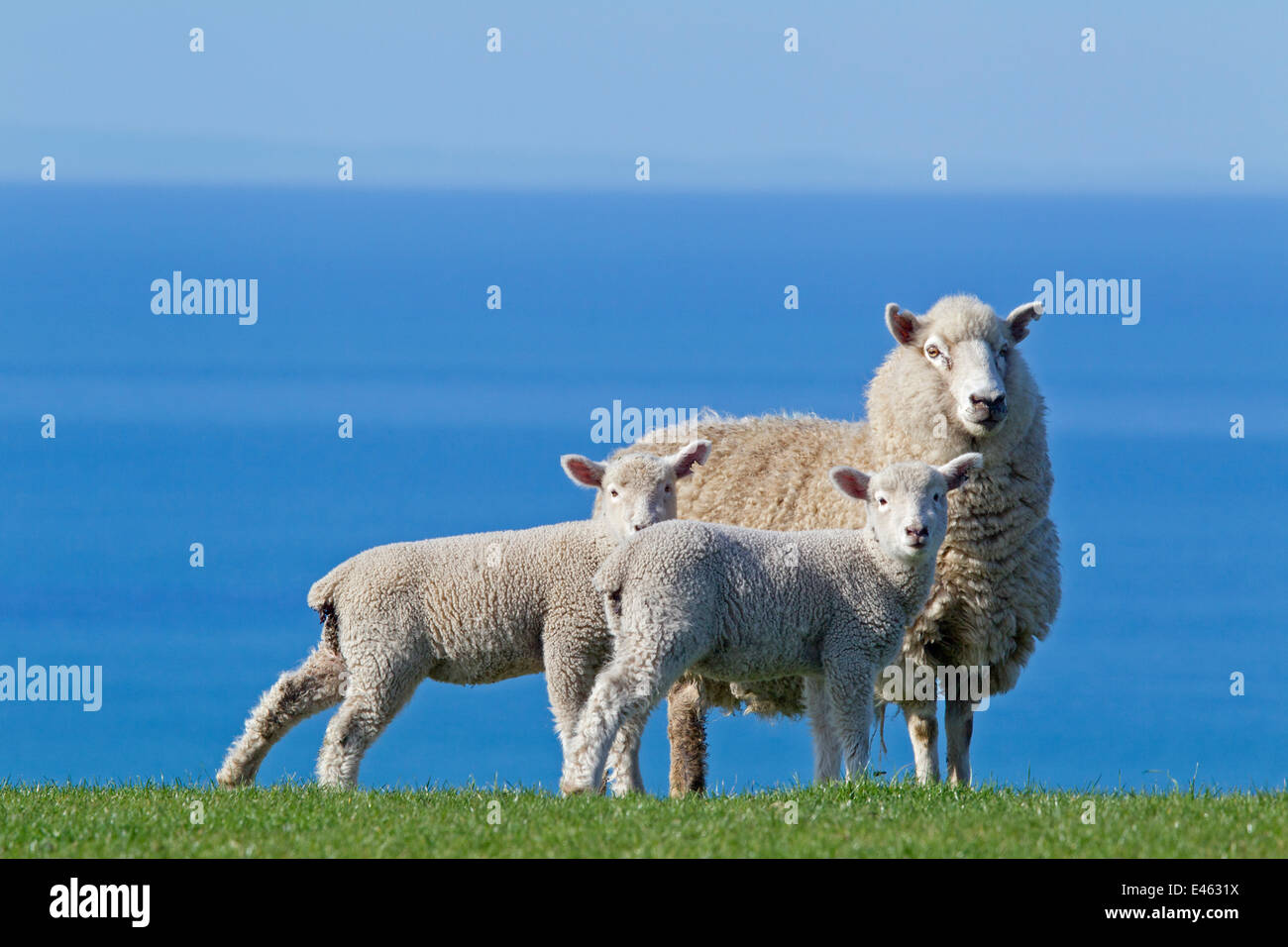 Inländische Schafe (Ovis Aries) Ewe und zwei Lämmer, wahrscheinlich Romney X Perendale. Unshorn. Cape Kidnappers, Hawkes Bay, New Zealand, September. Stockfoto