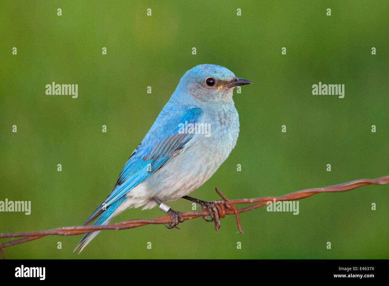 Eine brillante, azurblaue blau männlichen Mountain Bluebird (Sialia Currucoides), thront auf Stacheldraht. Beaverhill Lake, Alberta, Kanada. Stockfoto