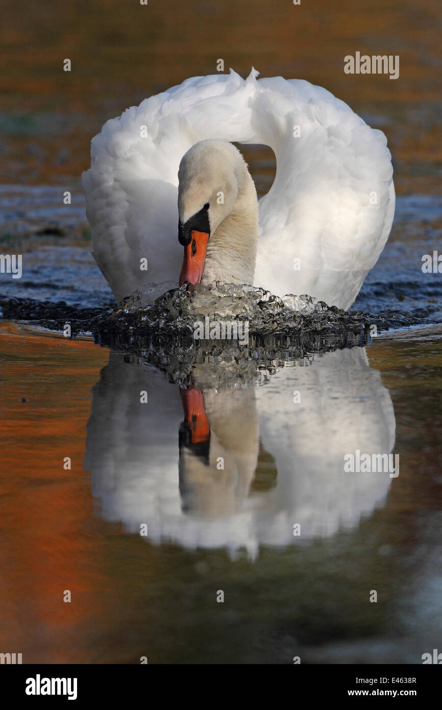 Höckerschwan (Cygnus Olor) auf dem Wasser, Wheatfen, Norfolk, UK, November Stockfoto