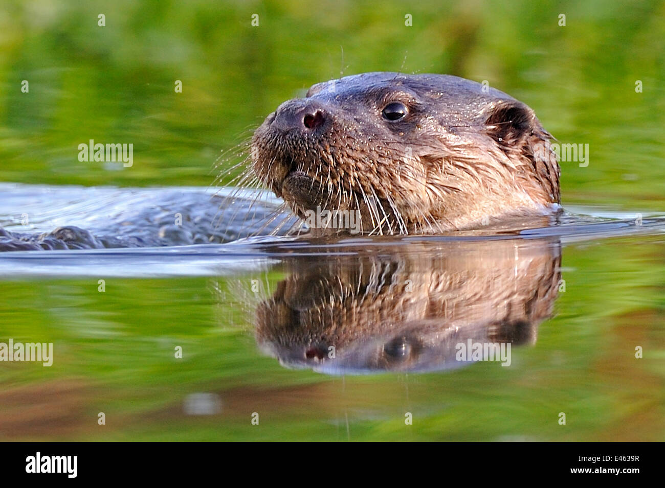 Europäische Otter (Lutra Lutra) in Wasser. Wales, UK, November. Stockfoto