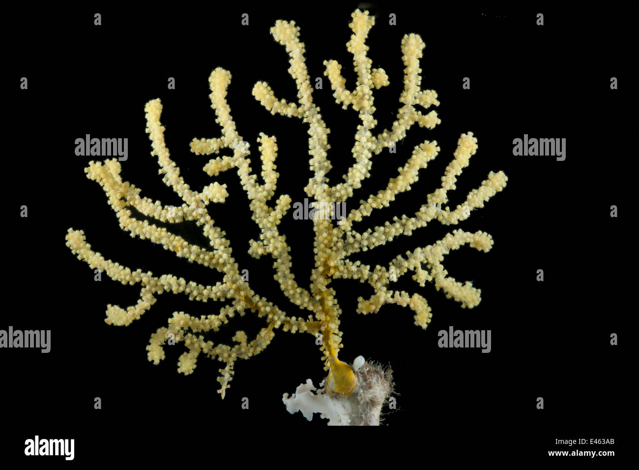 Acanthogorgiidae Koralle. Gesammelt von Coral Sea Mount Dragon Vent Nahfeld auf SW Indian Ridge, indischen Ozean. Stockfoto