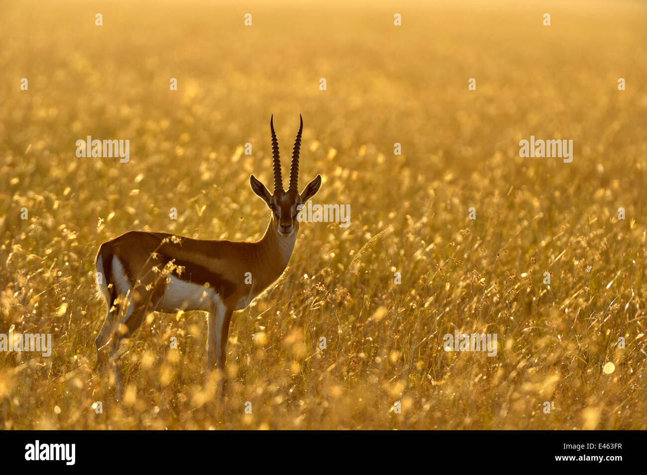 Thomson-Gazelle (Eudorcas Thomsonii) männlichen Hintergrundbeleuchtung lange Gras. Masai Mara, Kenia, Afrika. Stockfoto