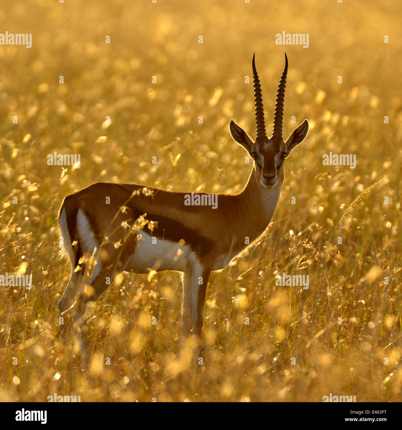 Thomson-Gazelle (Eudorcas Thomsonii) männlichen Hintergrundbeleuchtung lange Gras. Masai Mara, Kenia, Afrika. Stockfoto