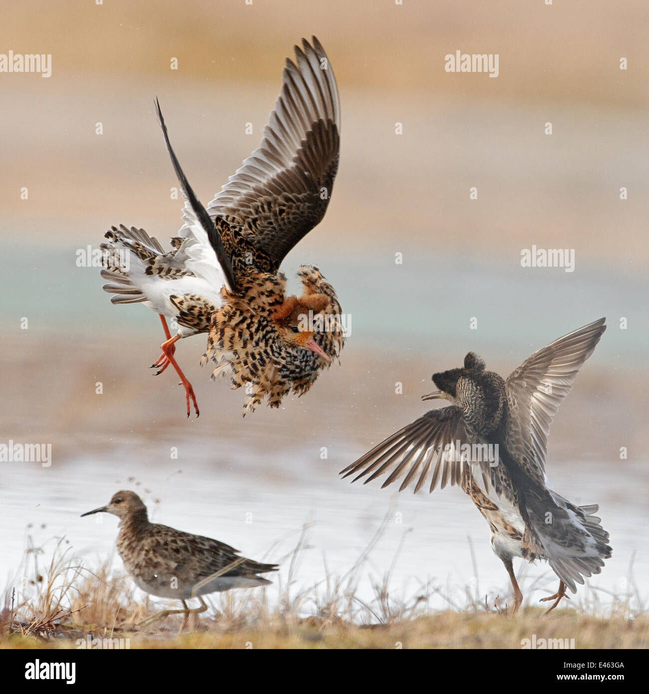 Kaulbarschen anzeigen und kämpfen (Philomachus Pugnax) Agapa River, Taimyr-Halbinsel, Sibirien, Russland Stockfoto