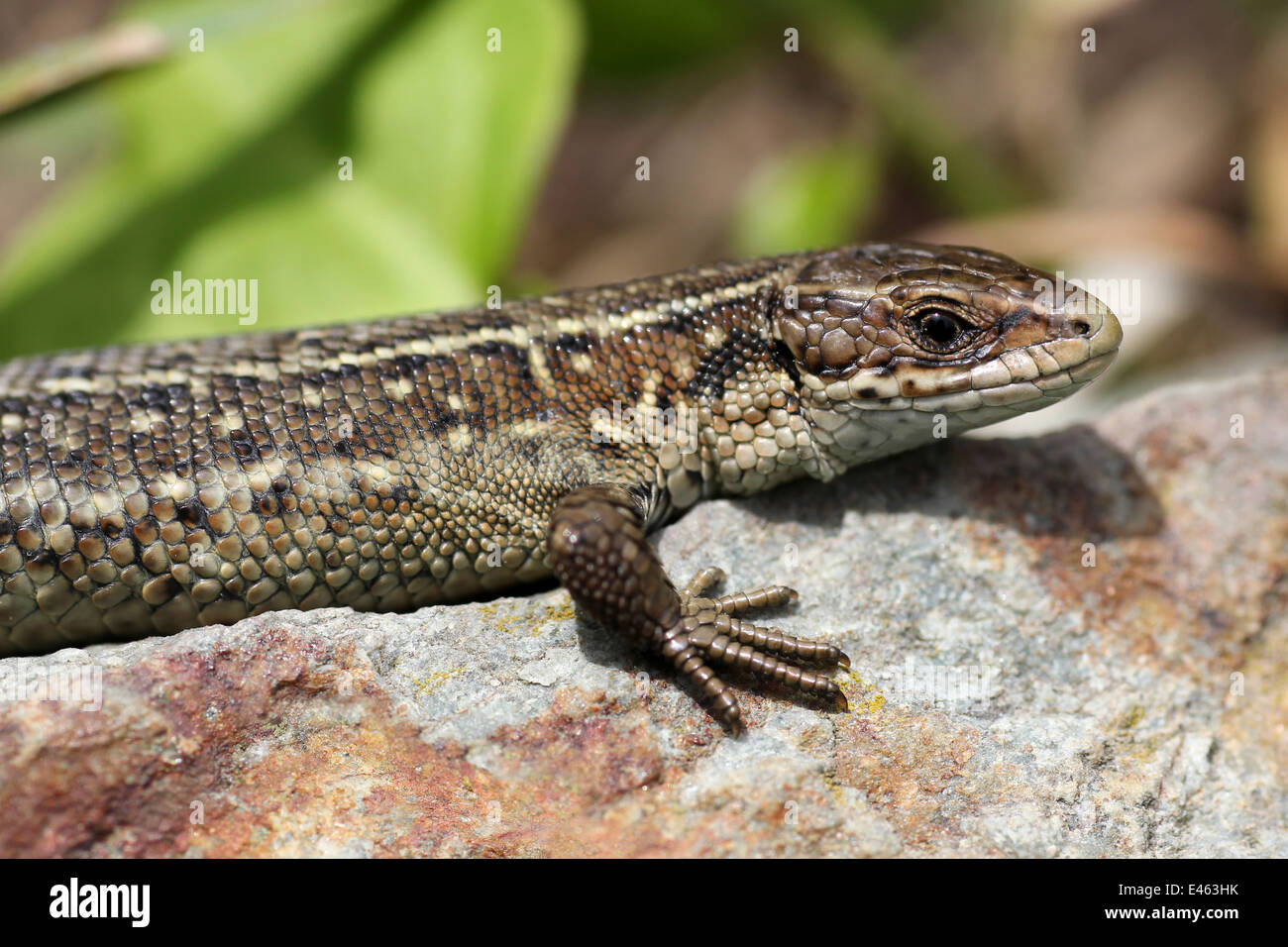 Gemeinsame Eidechse Zootoca Vivipara (vormals Lacerta Vivipara) Stockfoto