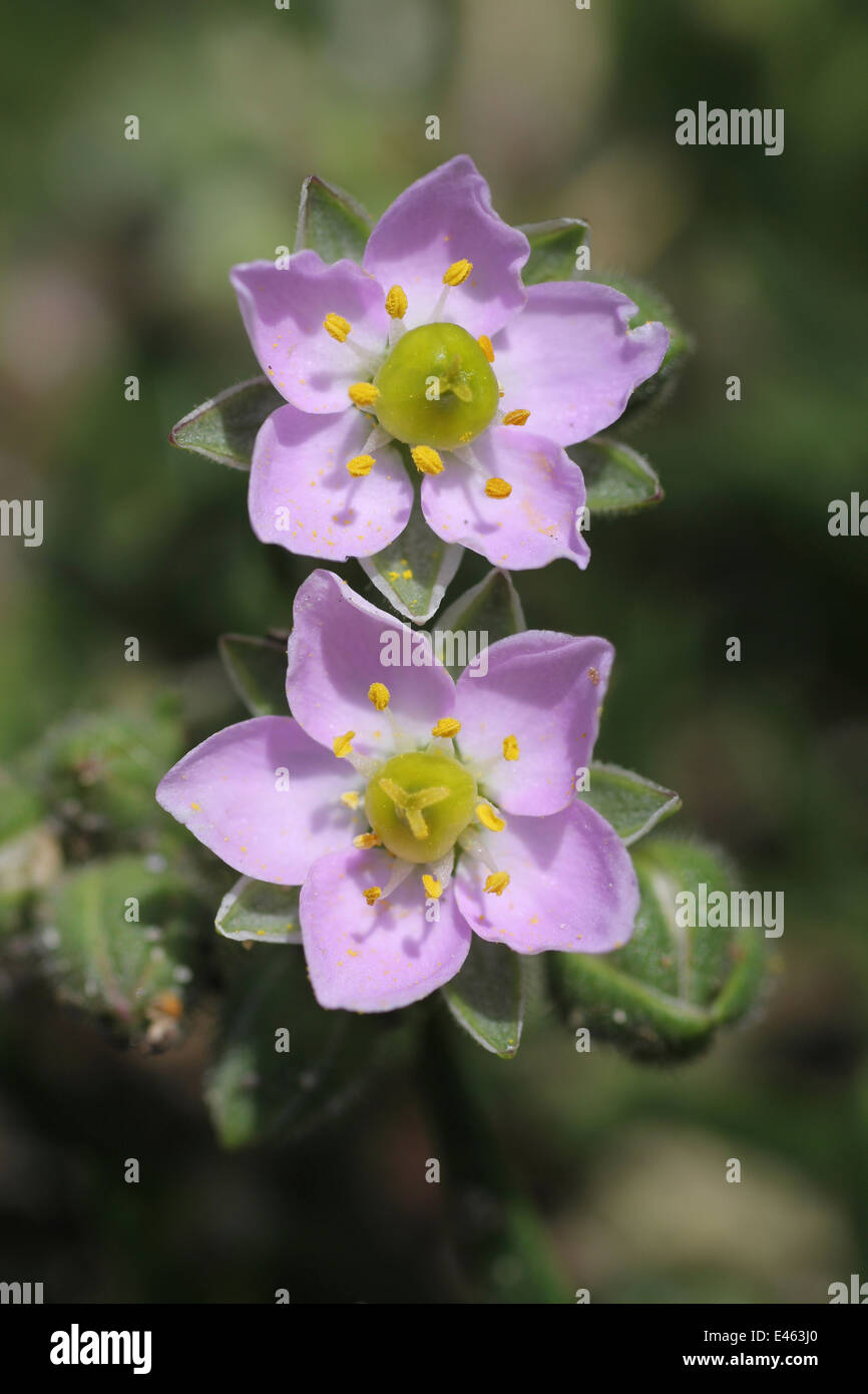 Felsenmeer-Spörgel Spergularia rupicola Stockfoto