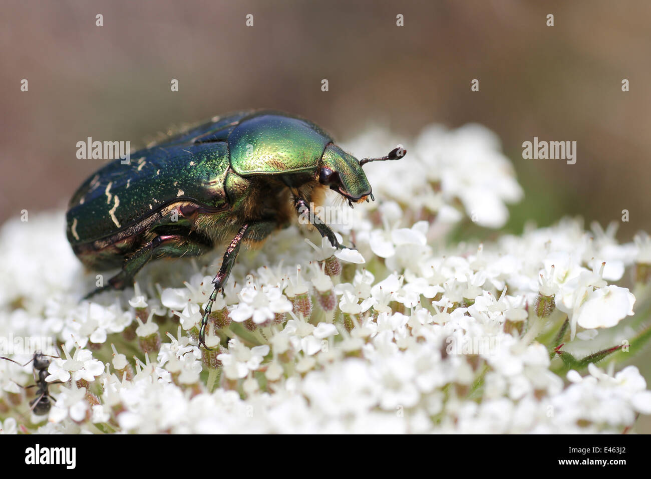 Rose Chafer Cetonia aurata Stockfoto