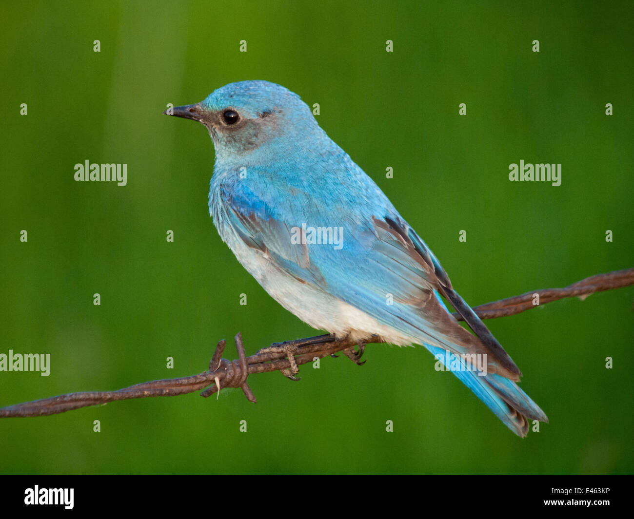 Eine brillante, azurblaue blau männlichen Mountain Bluebird (Sialia Currucoides), thront auf Stacheldraht. Beaverhill Lake, Alberta, Kanada. Stockfoto