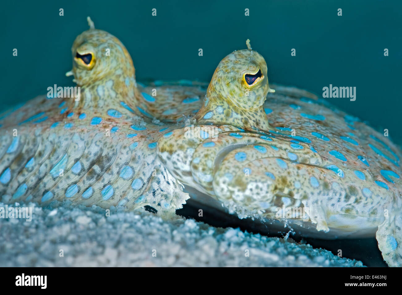 Peacock Flunder (Bothus Lunatus) ruhen auf dem Meeresboden, Ostende, Grand Cayman, Kaimaninseln, British West Indies, Karibik. Stockfoto