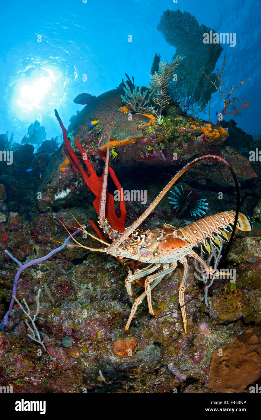 Karibik-Languste (Panulirus Argus) eilt über ein Korallenriff unter Schwämme, Bloody Bay Wall, Little Cayman, Cayman-Inseln. British West Indies, Karibik. Stockfoto