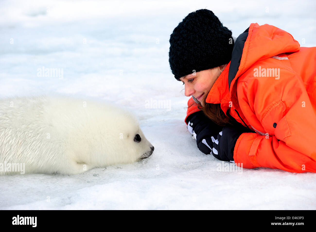 Touristischen beobachten Harp Seal (Phoca Groenlandicus) pup am Meer Eis, Magdalen Inseln, St.-Lorenz-Golf, Quebec, Kanada, März 2012. -Modell veröffentlicht. Stockfoto