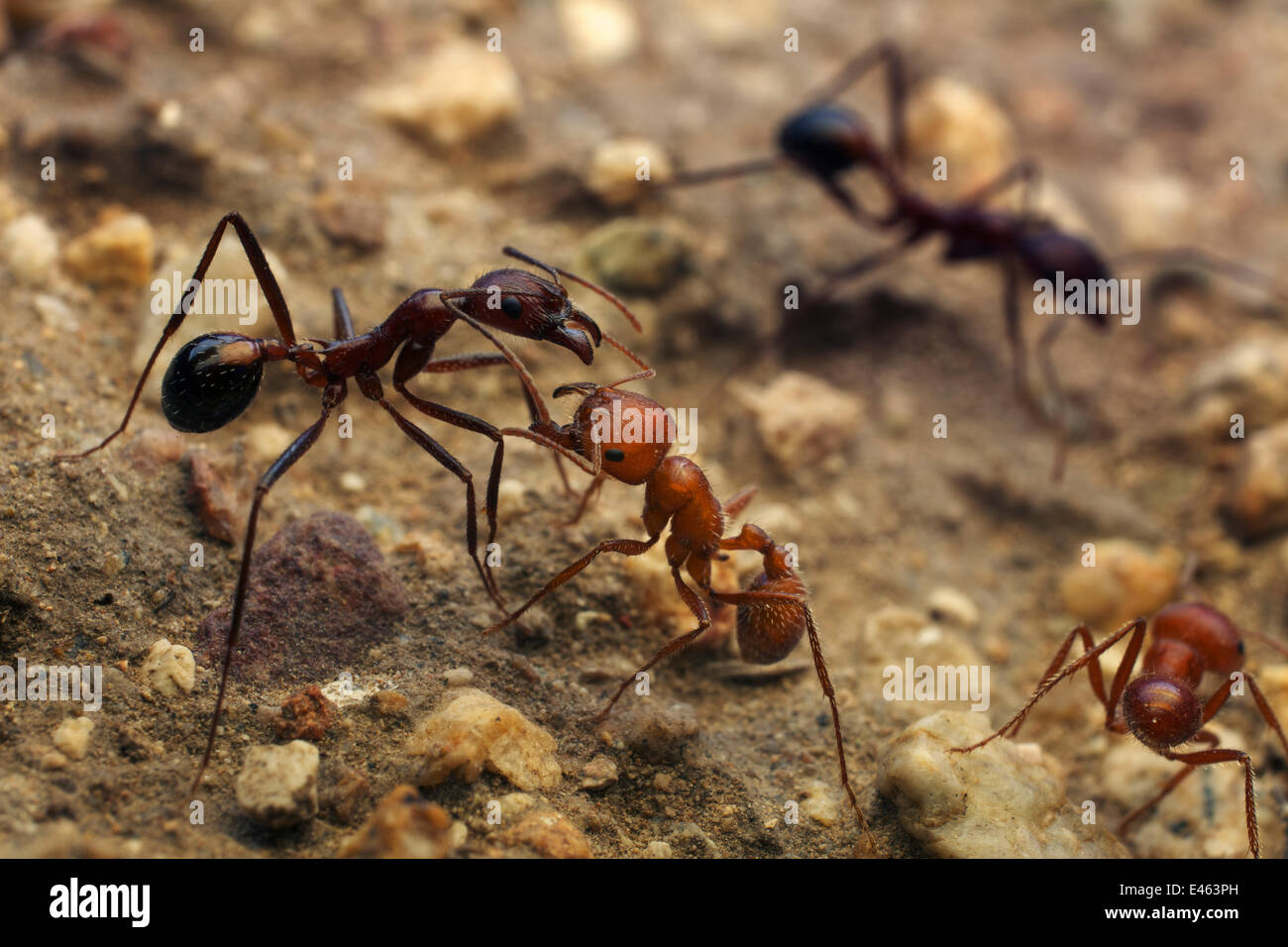 Maricopa Harvester Ameise (Pogonomyrmex Maricopa) Kampf gegen eine andere Art von Ameise (Aphaenogaster Cockerelli), über Territorium Arizona, USA Stockfoto