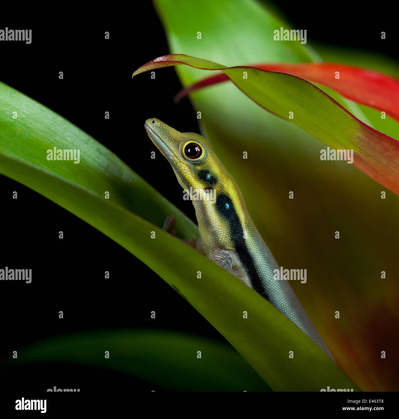Gelbe Spitze Taggecko (Phelsuma Klemmeri) zwischen Blätter aus Madagaskar gefangen Stockfoto