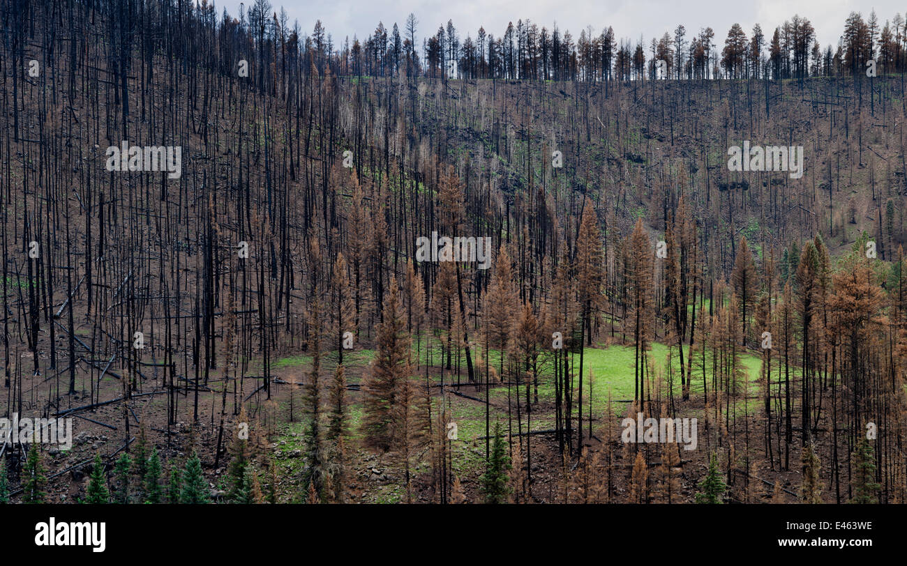 Leben, die Rückkehr nach saisonalen Regenfälle verbrannten Wald, Apache-Sitgreaves National Forest Verwüstung "Fire schwelgen", Arizona, USA, August 2011 Stockfoto