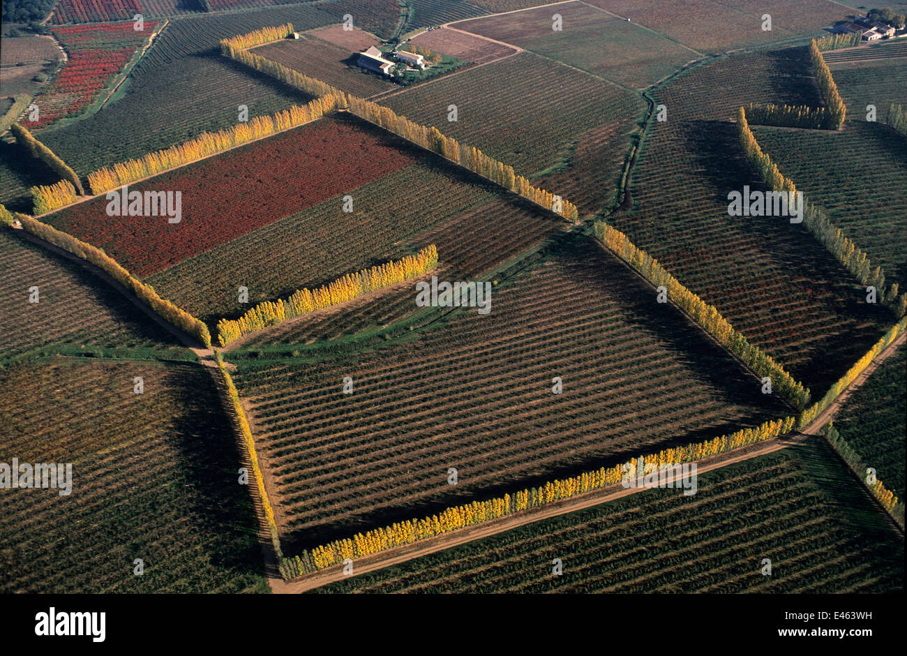 Luftbild von Weinbergen und Obstbäumen eingefasst mit italienischen Pappeln, der Camargue im 19. Jahrhundert eingeführt und pflanzte zum Schutz gegen den Wind, in der Nähe von Arles, Camargue, Südfrankreich. Herbst Stockfoto