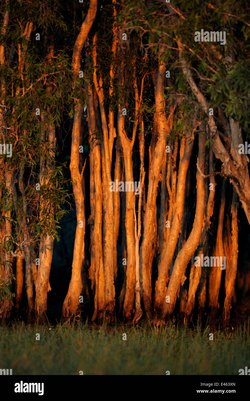 Leichte oder Teebaum (Melaleuca Quinquenervia) Wald bei Sonnenuntergang, Bamarru Ebenen, North West Territory, Australia, April 2007 Stockfoto