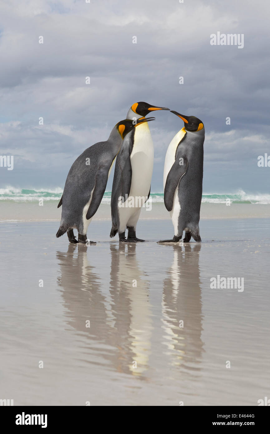 Königspinguin (Aptenodytes Patagonicus) Streit am Strand, Volunteer Point, Falkland-Inseln, Februar Stockfoto