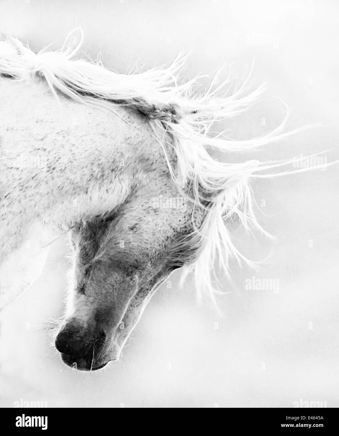 Wild Horse / Mustang schüttelt Kopf und Mähne, Adobe Stadtgebiet Herde, Südwesten Wyoming, USA, Gewinner des wilden Pferd Abschnitt, EQUINE ideale PHOTOGRAPHY CONTEST 2012 Stockfoto