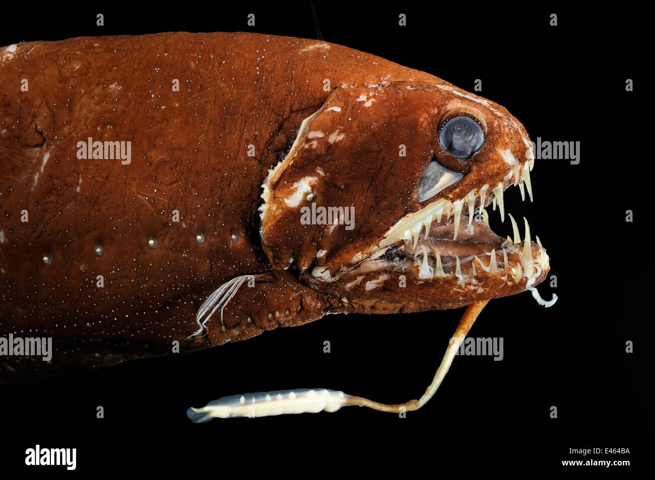 Drachenfisch (Melanostomias Biseriatus), Deepsea Exemplar aus 2000m Tiefe, nr Kap-Verde Inseln, Nordatlantik Stockfoto