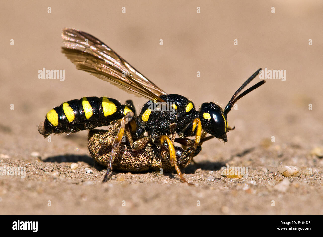 Digger Wespe (Cerceris Arenaria) tragen große Rüsselkäfer zurück um zu graben, als Nahrung für die Larven gelähmt. London, England, UK, Juli. Stockfoto
