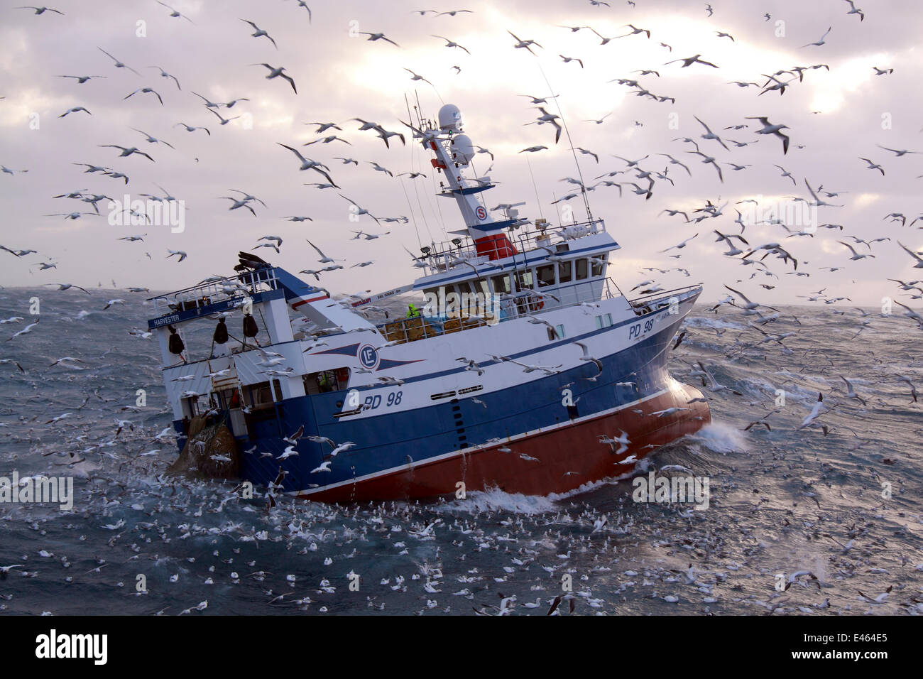 Fischereifahrzeug "Harvester" Windenbetrieb ihren Fang an Bord inmitten einer Gruppe von hungrigen Seevögel. Nordsee, Europa, Dezember 2011. Eigentum freigegeben. Stockfoto