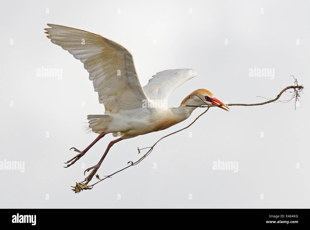 Kuhreiher (Bubulcus Ibis) während des Fluges tragen einen großen Stock zu seinem Nest, Guerreiro, Castro Verde, Alentejo, Portugal, Mai Stockfoto