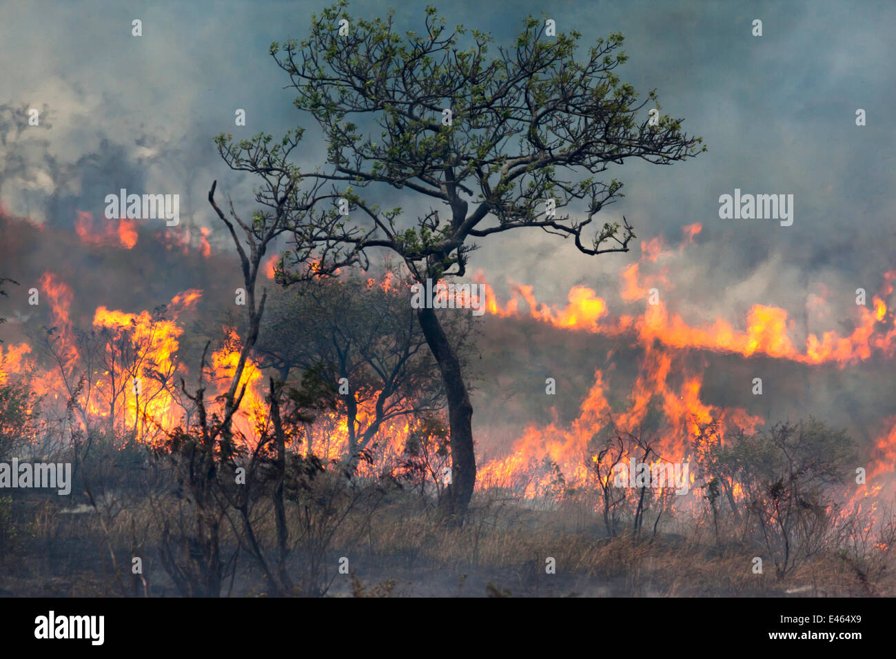 Wildes Feuer tobt in Imfolozi Wildreservat, Kwazulu Natal, Südafrika, Juni 2012 Stockfoto