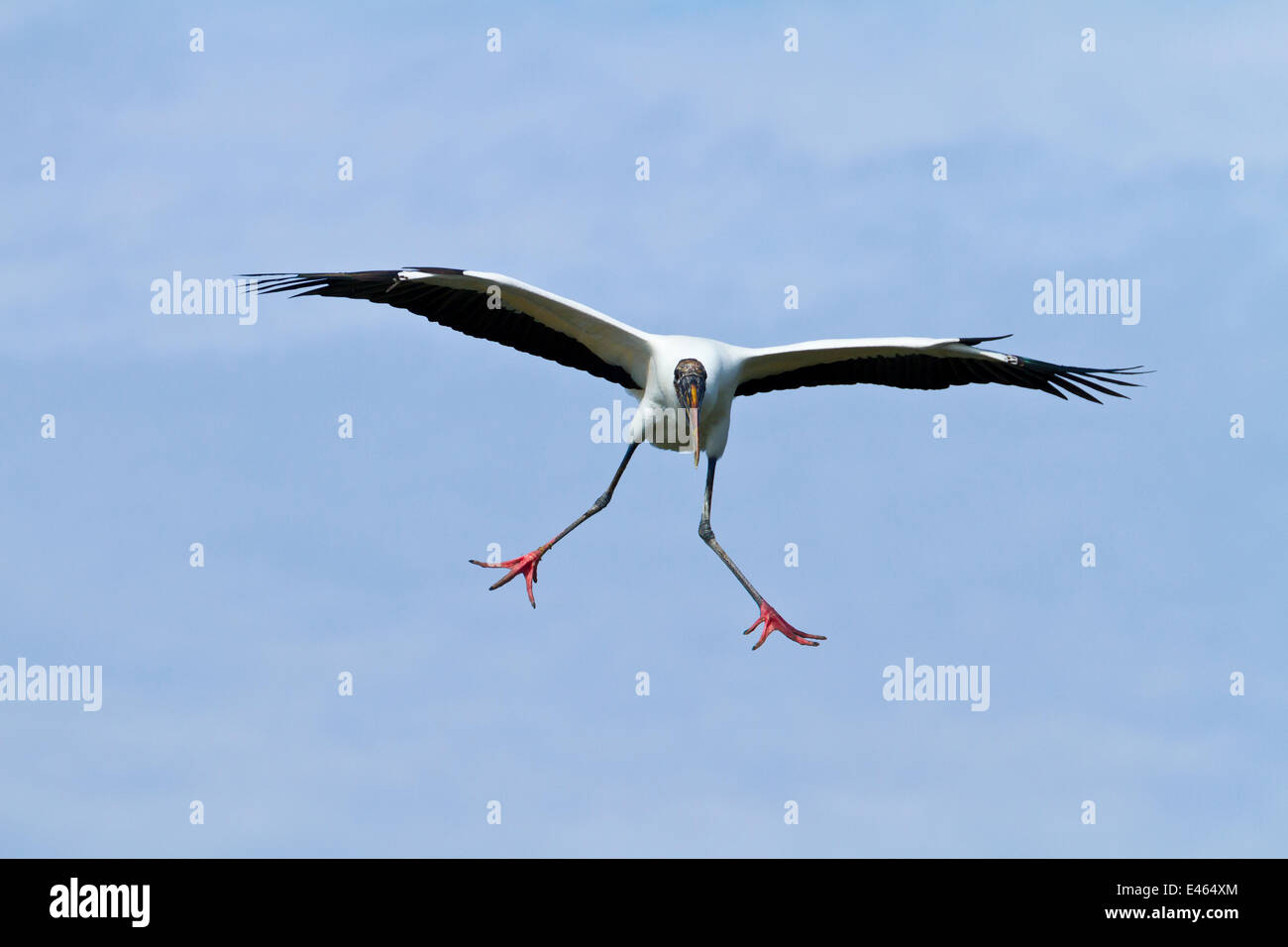 Holz-Storch / amerikanische Holz Ibis (Mycteria Americana) im Flug. Everglades-Nationalpark, Florida, USA, Februar. Stockfoto