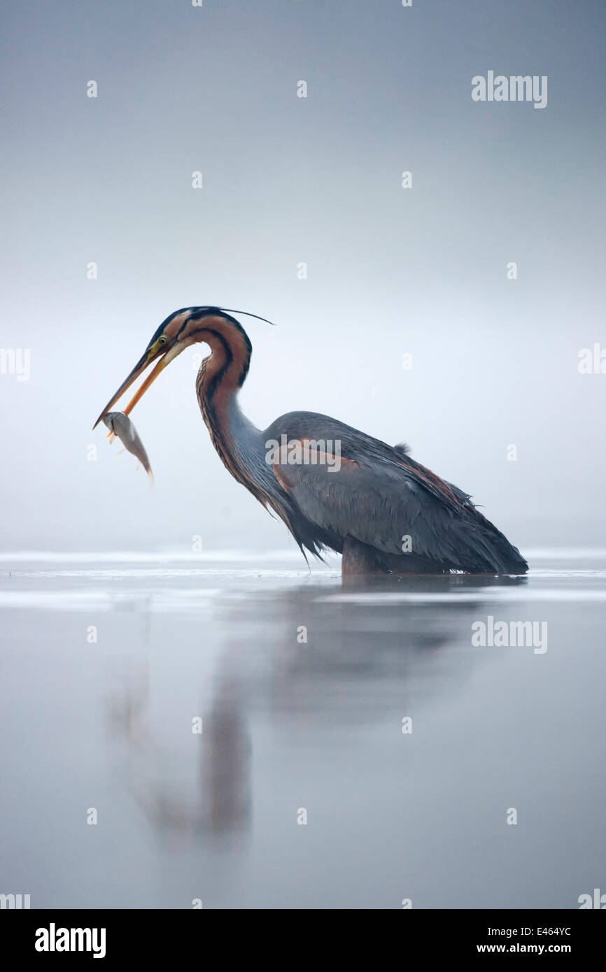 Purpurreiher (Ardea Purpurea) Fang von Fischen an einem nebligen Morgen, La Dombes Seengebiet, Frankreich, Juni Stockfoto