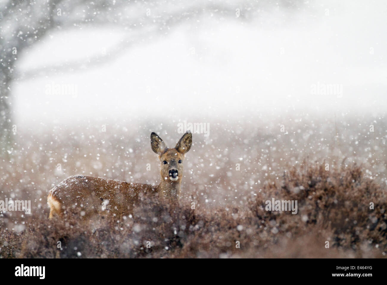 Reh (Capreolus Capreolus) in einer Heide Landschaft im Schnee, Kampina Naturschutzgebiet, den Niederlanden, Februar Stockfoto