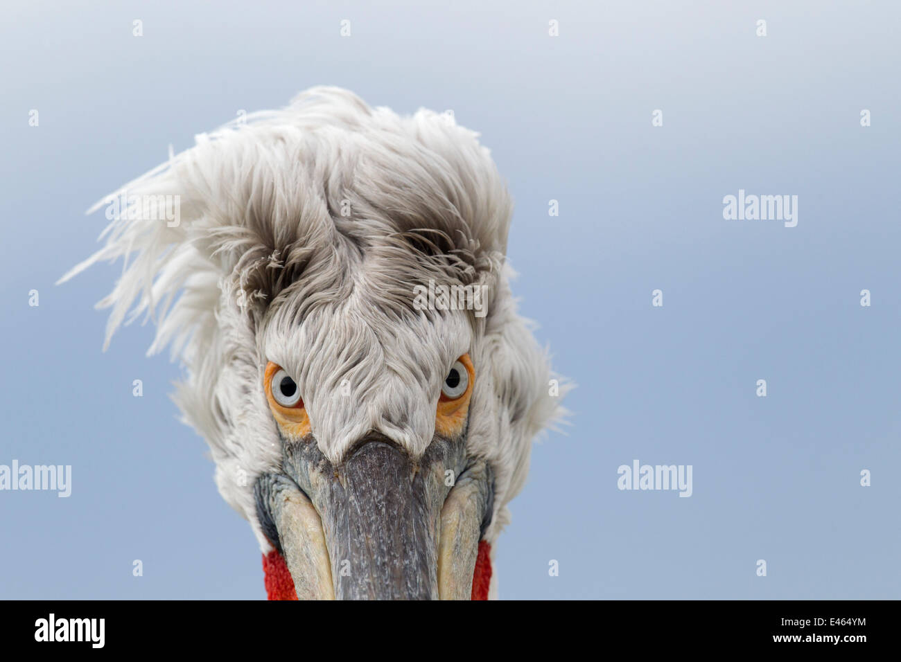 Krauskopfpelikan (Pelecanus Crispus) abstrakte Kopf Porträt, See Kerkini, Griechenland, März Stockfoto