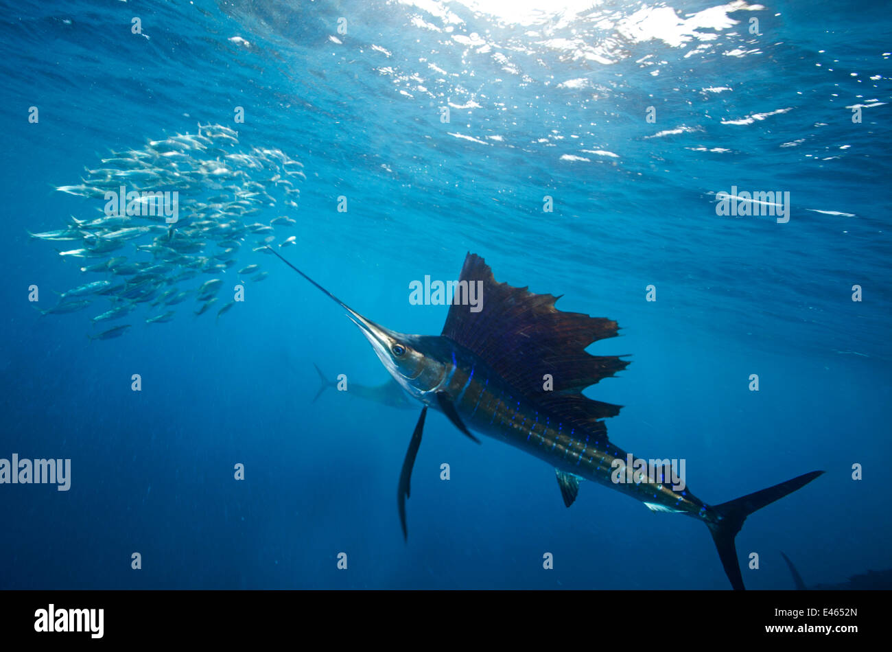 Atlantische Fächerfisch (Istiophorus Albicans) Schule der Sardine (Sardinella Golden) Köder Ball angreifenden. Isla Mujeres, Karibik, Mexiko. Stockfoto