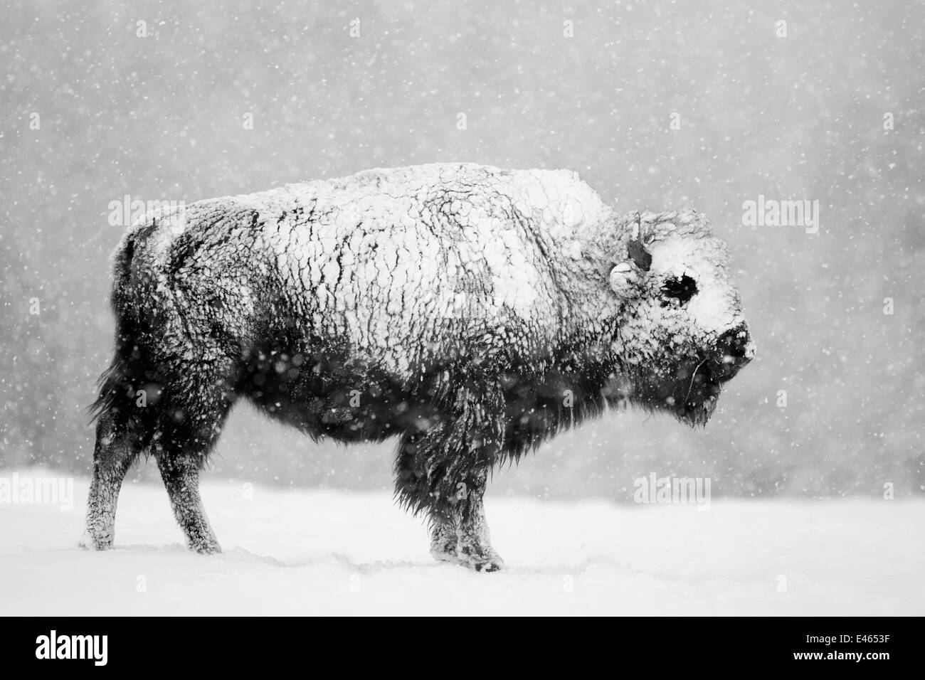 Bisons (Bison Bison) im Schneesturm. Yellowstone-Nationalpark, USA, Februar. Stockfoto