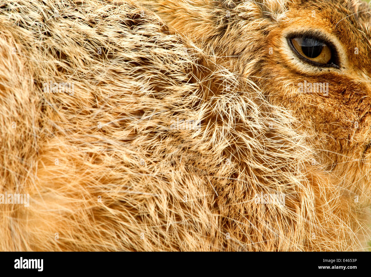 Hase Rupft Anderen Hasen Fell Aus Brauner Hase (Lepus Europaeus) Nahaufnahme von Fell und Auge