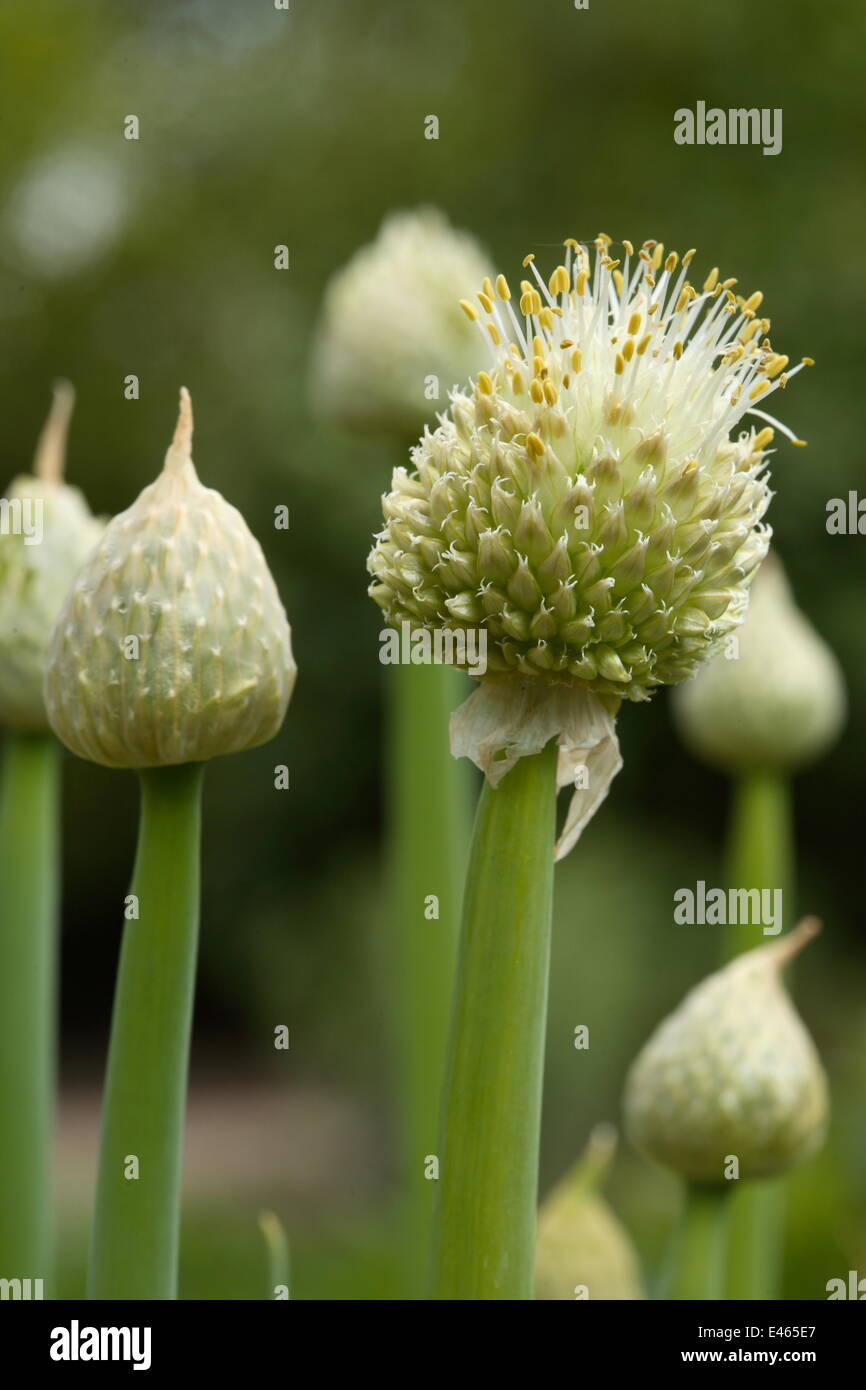 Shalot - Allium Cepa var. aggregatum Stockfoto
