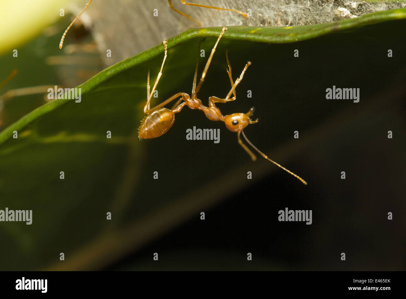 Weaver Ameise, Neyyar Wildlife Sanctuary, Kerala Stockfoto