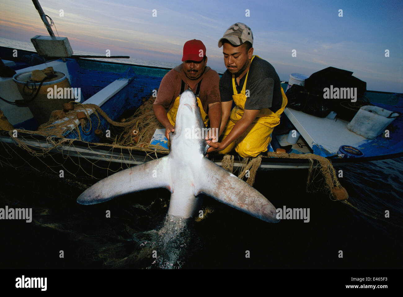 Gemeinsamen Drescherhai (Alopias Vulpinus) gefangen auf Netz wird oben auf Boot, Huatabampo, Mexiko, Sea of Cortez, Pazifischen Ozean geschleppt Stockfoto