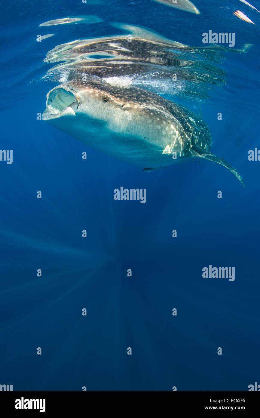 Walhai (Rhincodon Typus) ernähren sich von Fisch, Eiern (sichtbar als weiße Blobs) an der Oberfläche bei ruhigem Wetter, mit einem anderen Wal hinter. Isla Mujeres, Quintana Roo, Yucatan Halbinsel, Mexiko, Karibik. Stockfoto